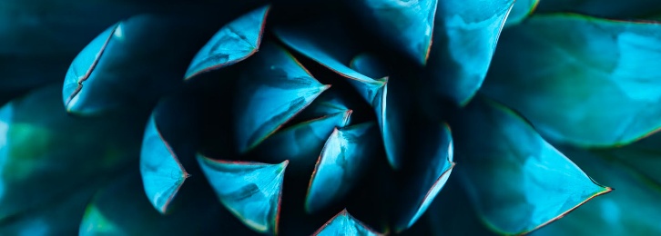 Close-up of the blue artichoke flower that shows its intricate detail