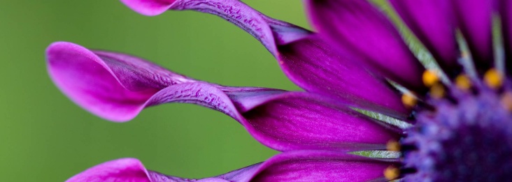 Close-up of the petals of a purple daisy flower