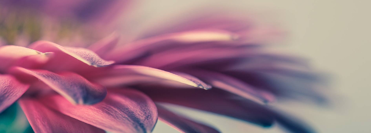 A close-up of a flower's petals that shows their intricate details and the water droplets on them