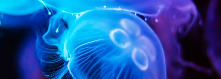 A Jellyfish that is known for its vibrant blue color and long